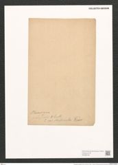 Pleurosigma prolongatum W.Sm. (de-Toni-Nr.: Genus 13, Species 1092) Zeichnungen Sammlung Grunow (NHMW-BOT-W0369160)
